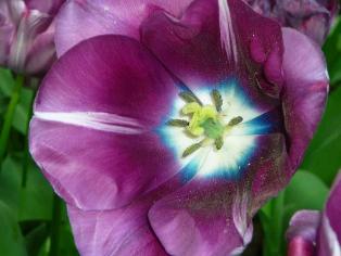 Andre Rieu tulip
